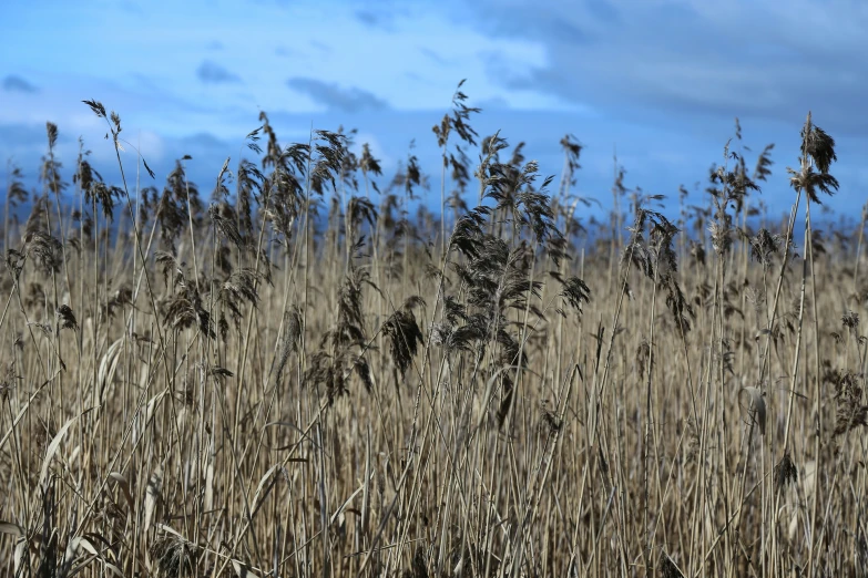 large brown grass field with blue sky in background