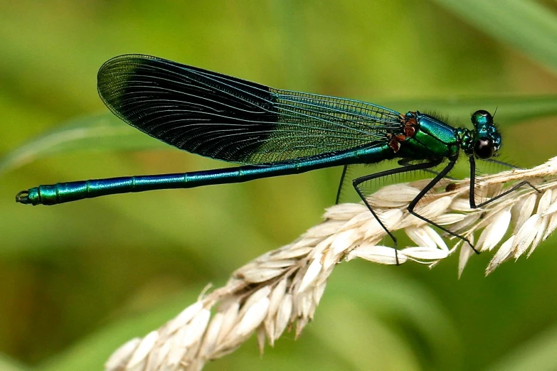 the two colorful bugs have large black antennae