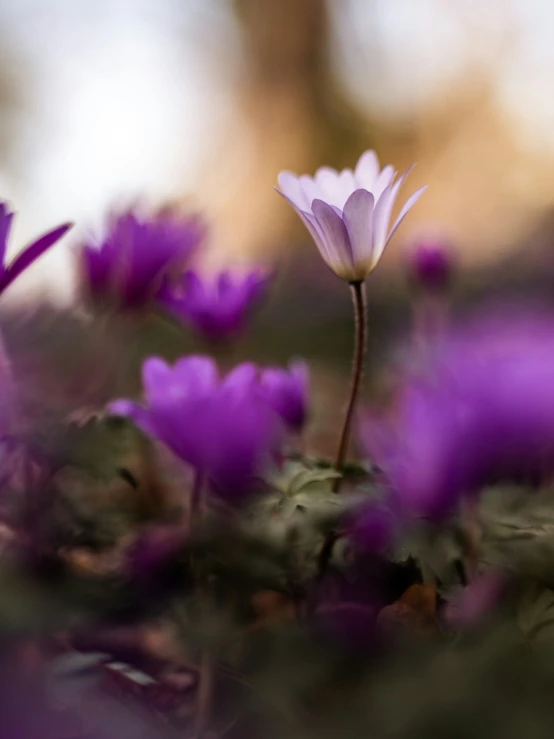 a flower that is standing up close to the camera