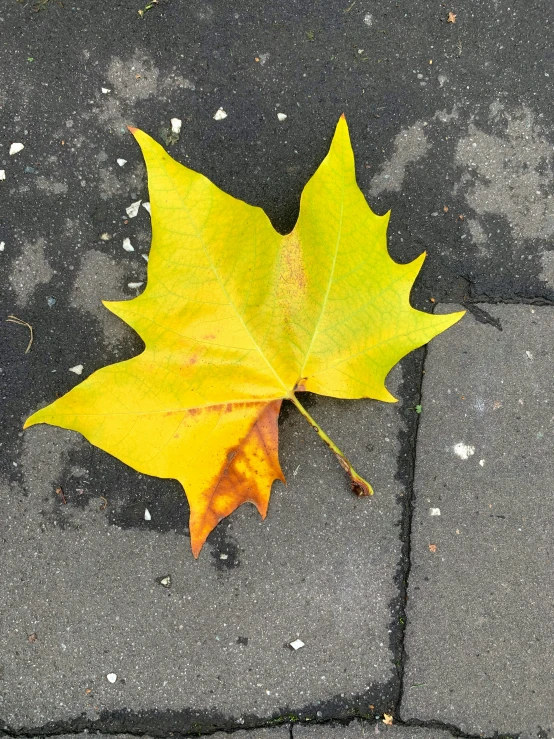 a lone yellow leaf is laying on the ground