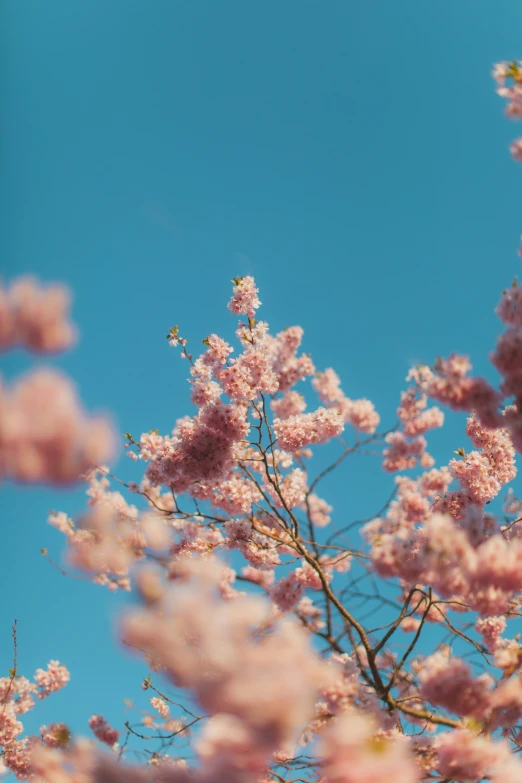 a small jetliner flying through the sky surrounded by blossoming trees