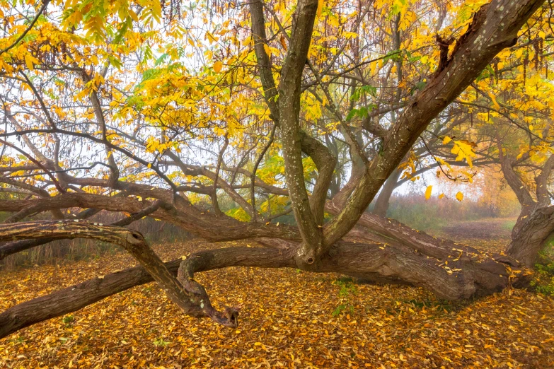 an autumn tree in a park is bent over