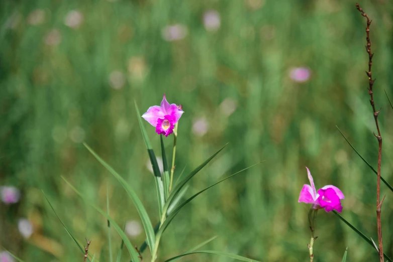 pink flowers on a tall thin stalk