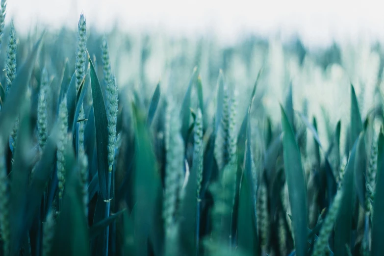 a close up image of green wheat stalks