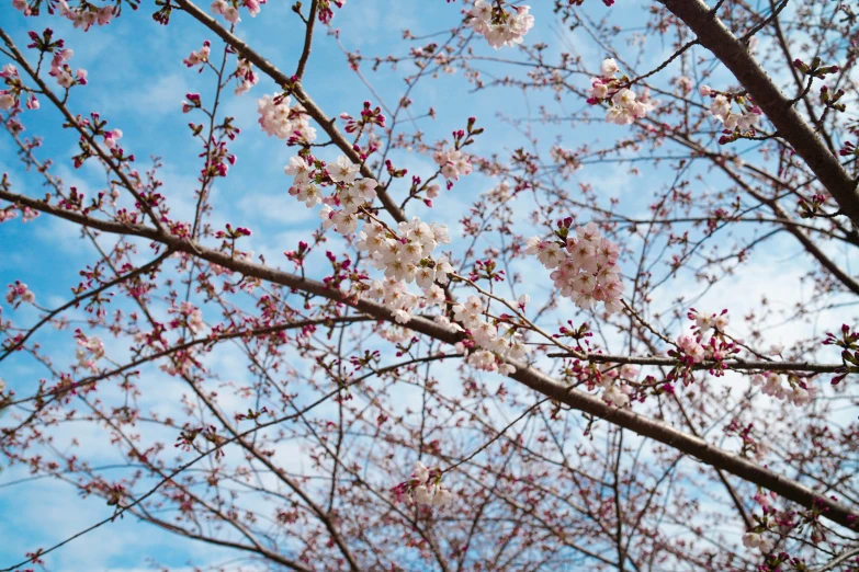 the flowered nches of a tree against a blue sky