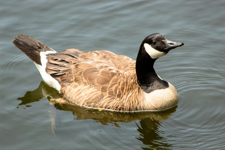 a goose swimming in some water with his head above the water