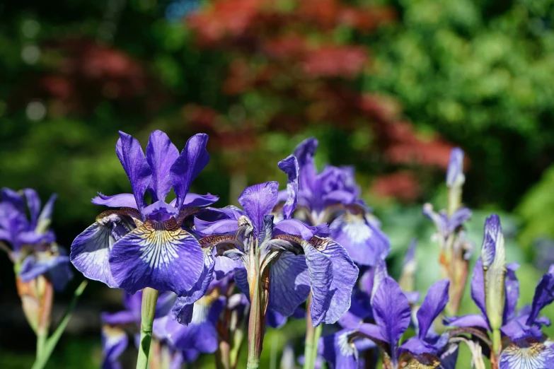 blue and yellow irises blooming near the grass