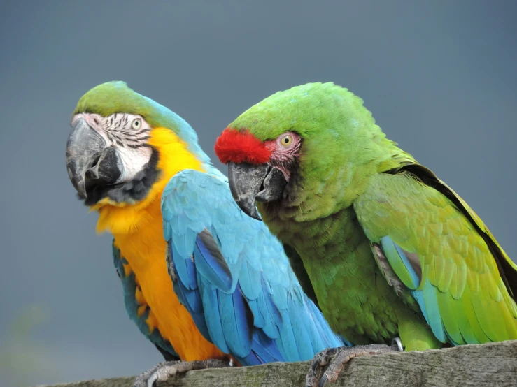 two colorful parrots perched next to each other