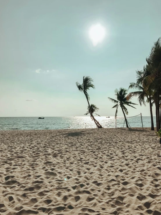 a couple of palm trees are on the sand