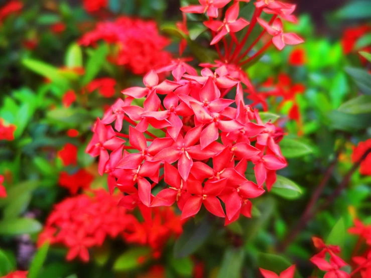 many red flowers with green stems next to each other