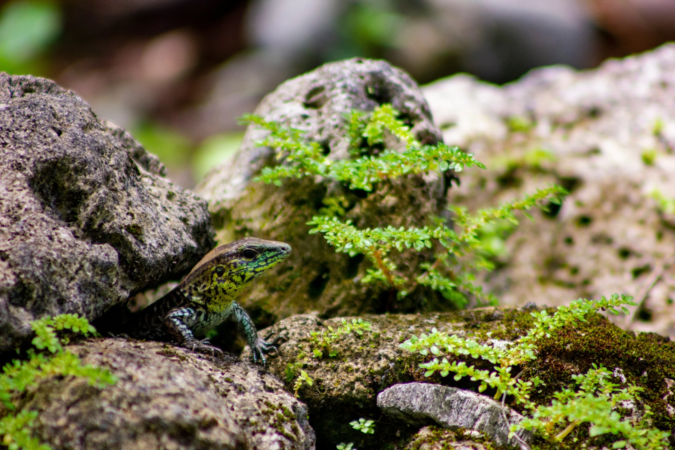 green lizards are sitting on the rocks covered with moss