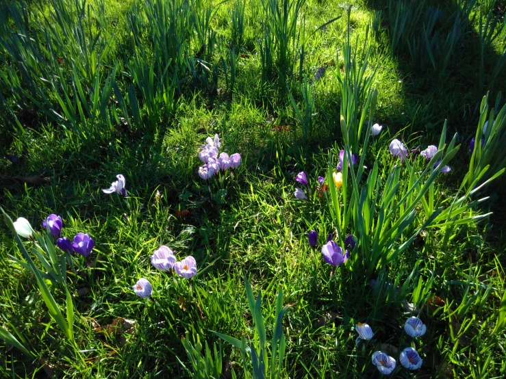 some pretty flowers in the grass and plants