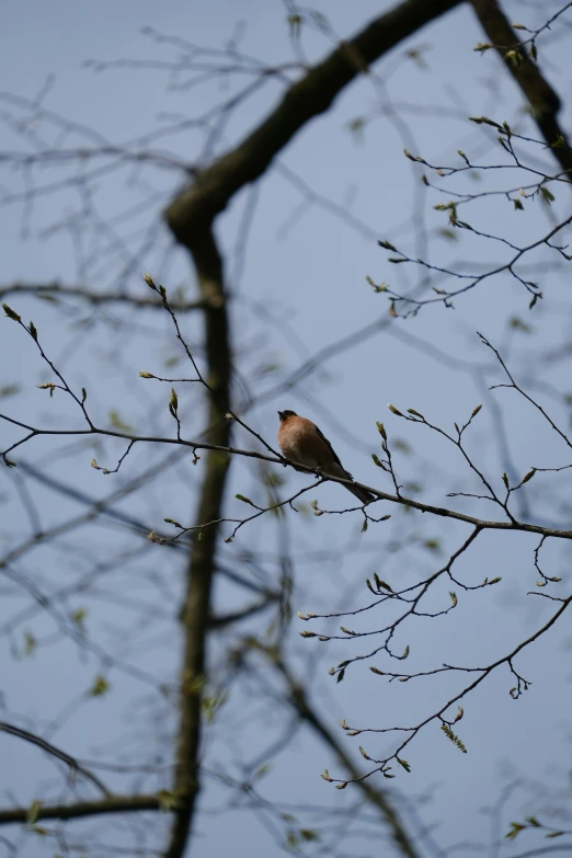 a single bird sitting on a nch in the air