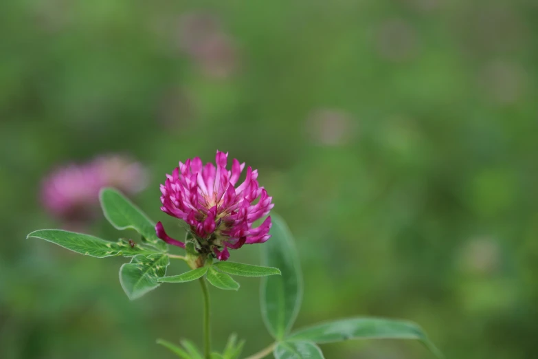 a purple flower is on top of the green leaves