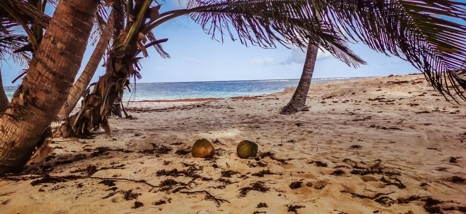 coconuts lay on the beach with palm trees and water in the background