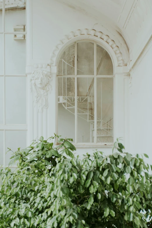 an elegant window and green foliage in a white building