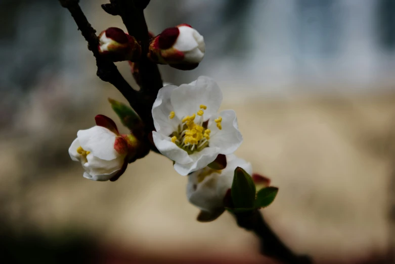 white flowers that are blooming on a nch