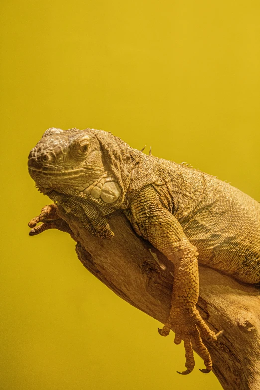 an iguana sits atop its large wooden perch