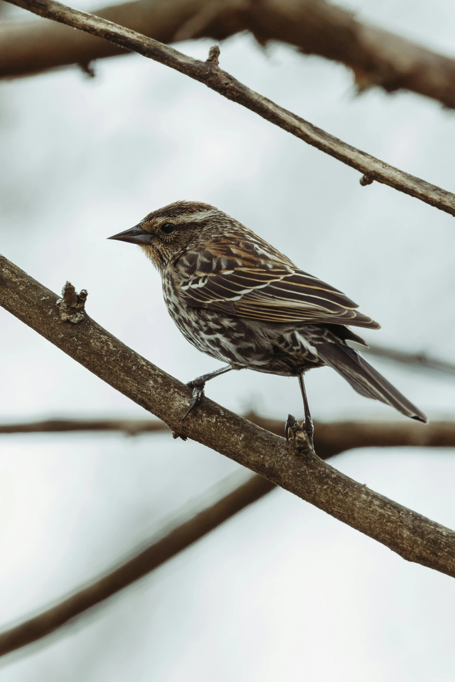 a small bird sitting on a nch outside