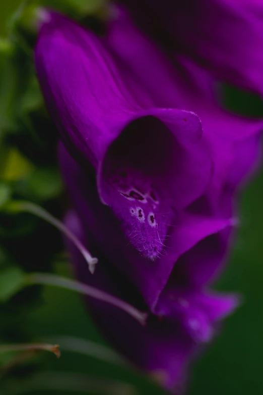 a purple flower with green stems and a small bug crawling in the center