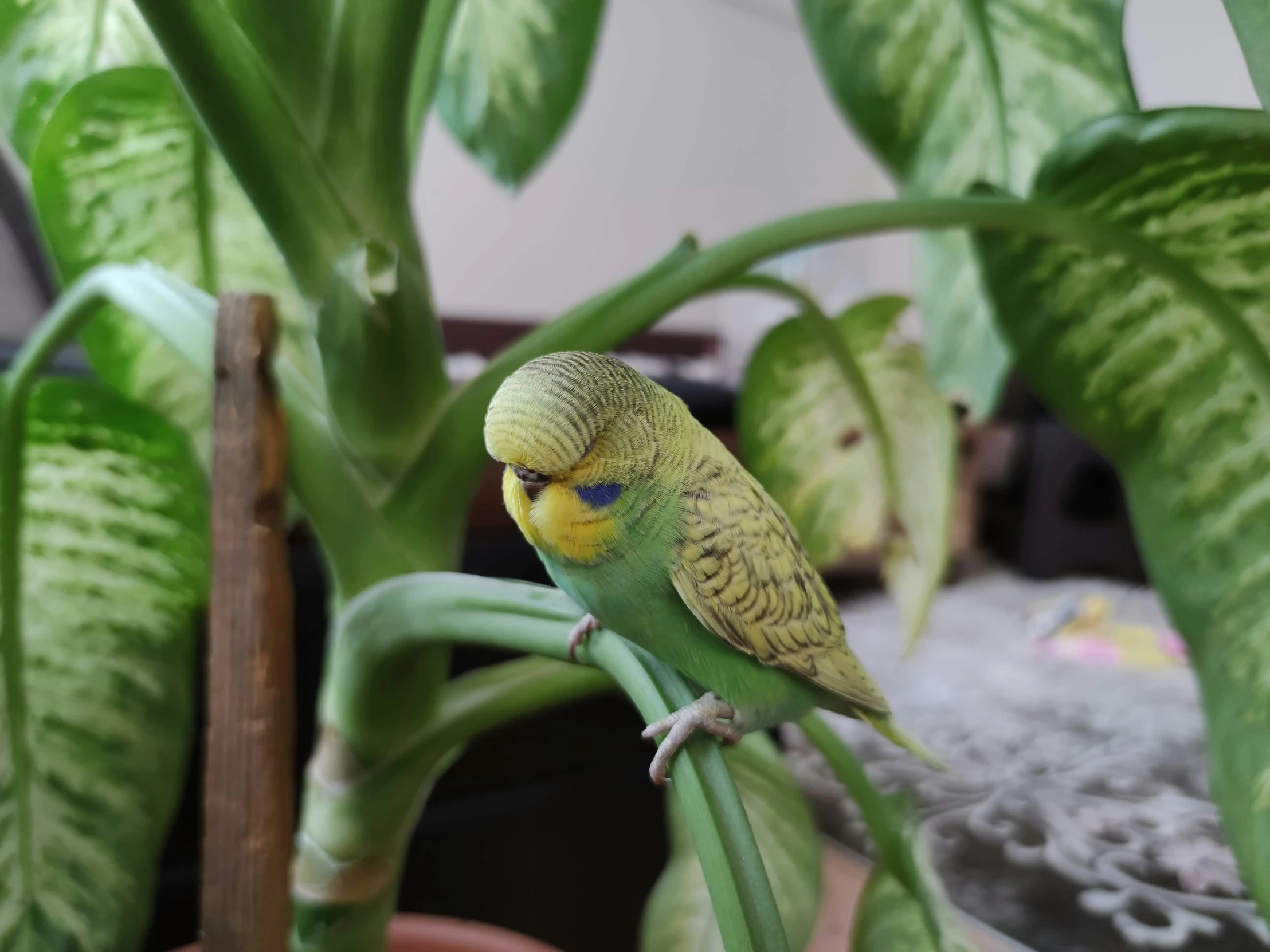 a green and yellow parakeet sitting on top of a plant