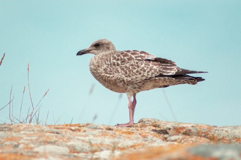 a seagull is standing on the beach against the sky