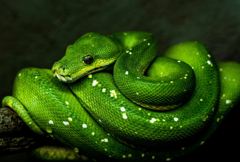 the green snake is curled up on a nch
