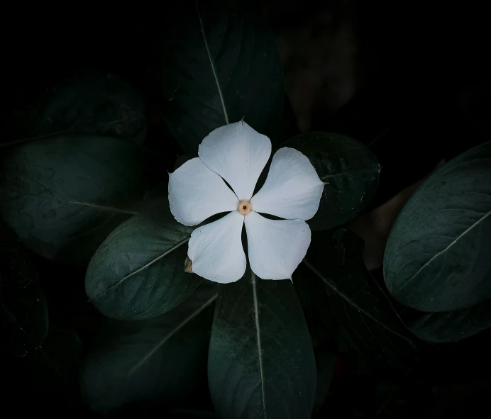 a flower that is white with green leaves