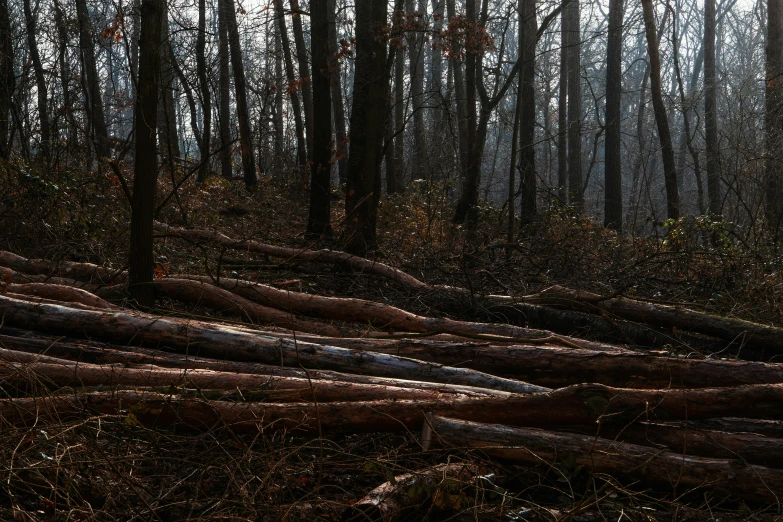 a pile of logs in the forest with some leaves on them