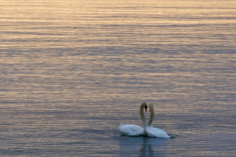 two swans in the water making their feathers float high