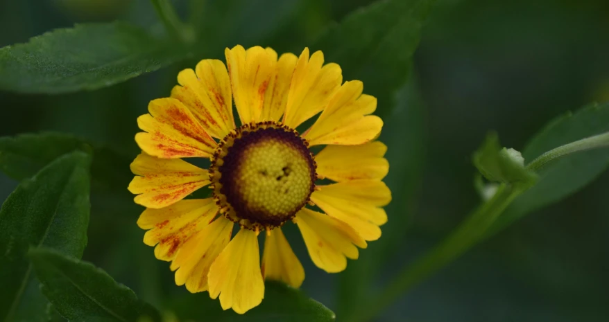 a yellow flower with a small face in it