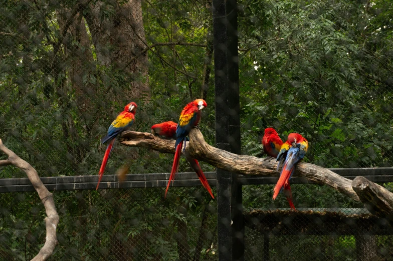 a bunch of colorful birds sitting on some nches