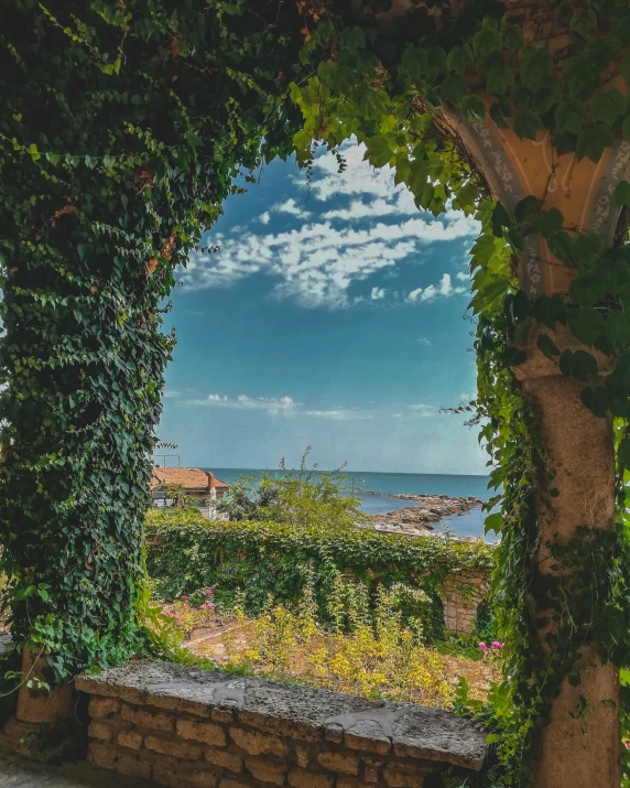 a bench is surrounded by a tree by the ocean