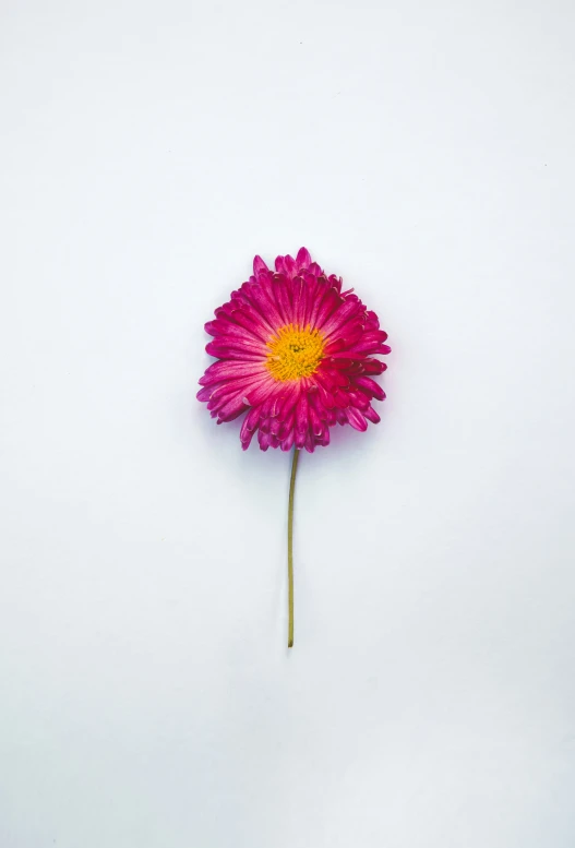 an image of the top of a pink flower on a white background