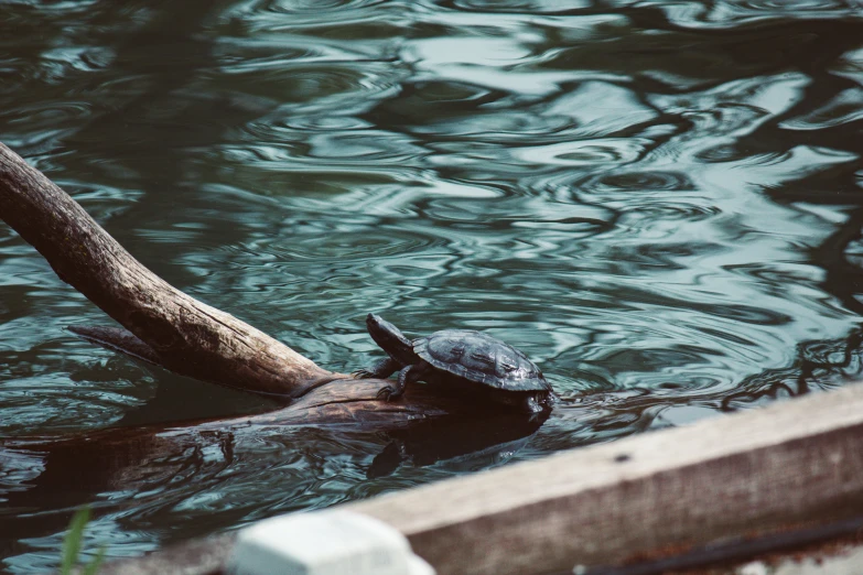 a turtle sits on the back end of a log