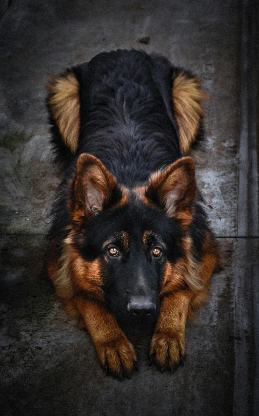 a close up of a black and brown dog laying on the ground