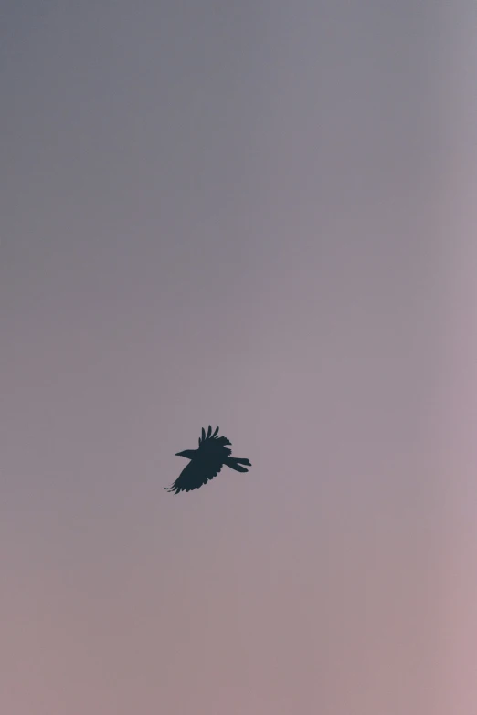 a bird soaring through a gray sky, with a pink sky behind it