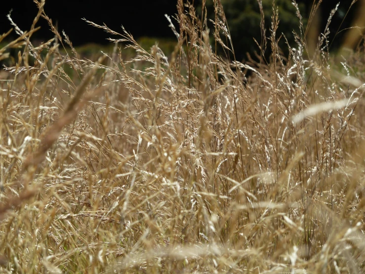 a field filled with lots of dry grass