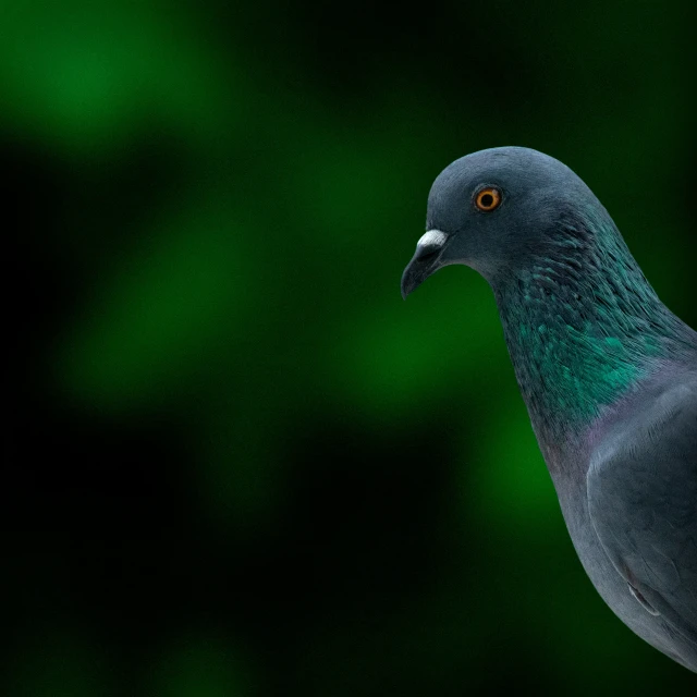 a pigeon standing up with a black and green background
