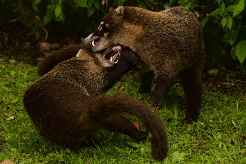 two animals wrestling over in the grass together