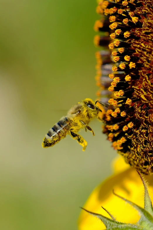 a bee on top of a yellow flower