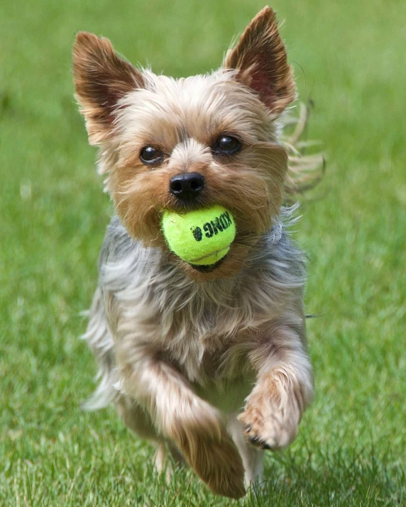 a little dog with a tennis ball in its mouth