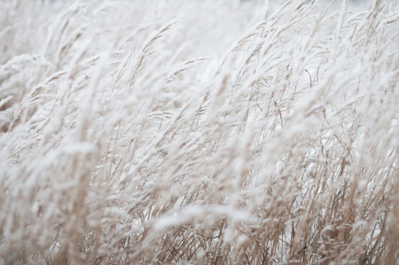 tall grass with white, brown and tan flecks