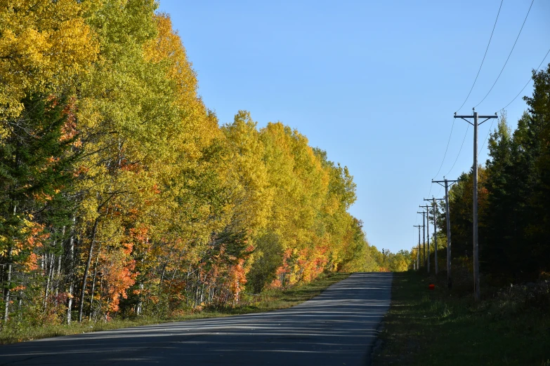 road lined with trees during autumn in the wilderness