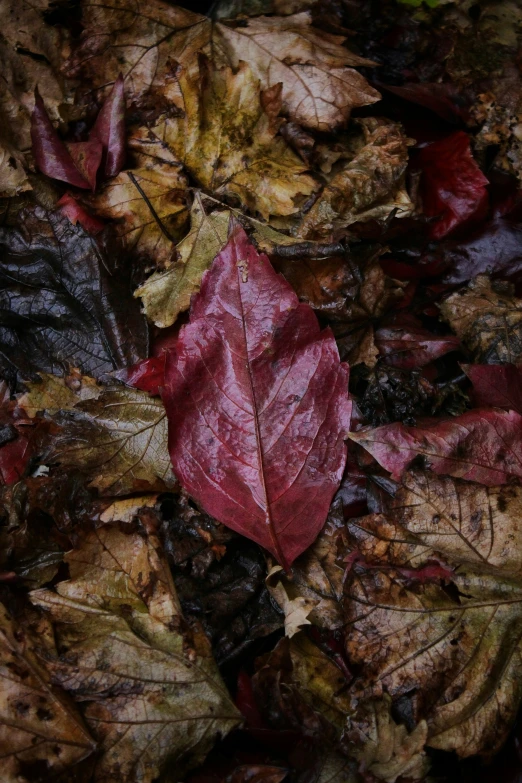 autumn leaves scattered on the ground in different colors