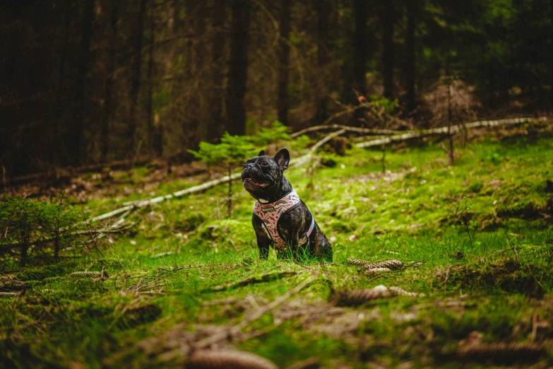 small dog sitting in the middle of a grassy forest