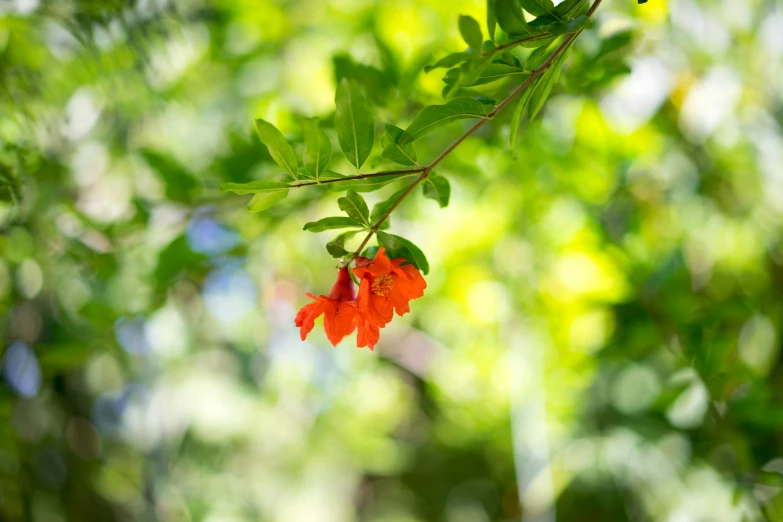 an orange flower hangs on the twig of a nch