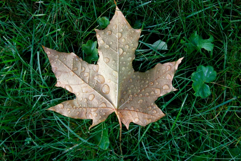 a large leaf is lying in some grass