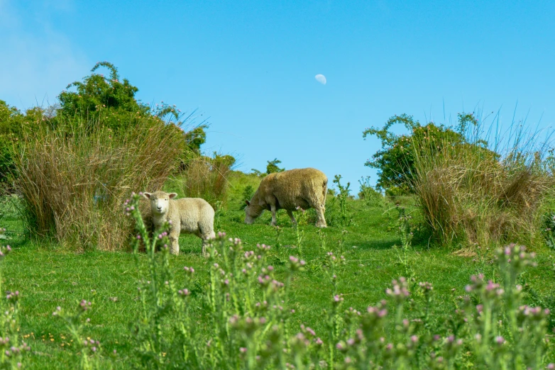 the sheep are grazing in the field behind each other