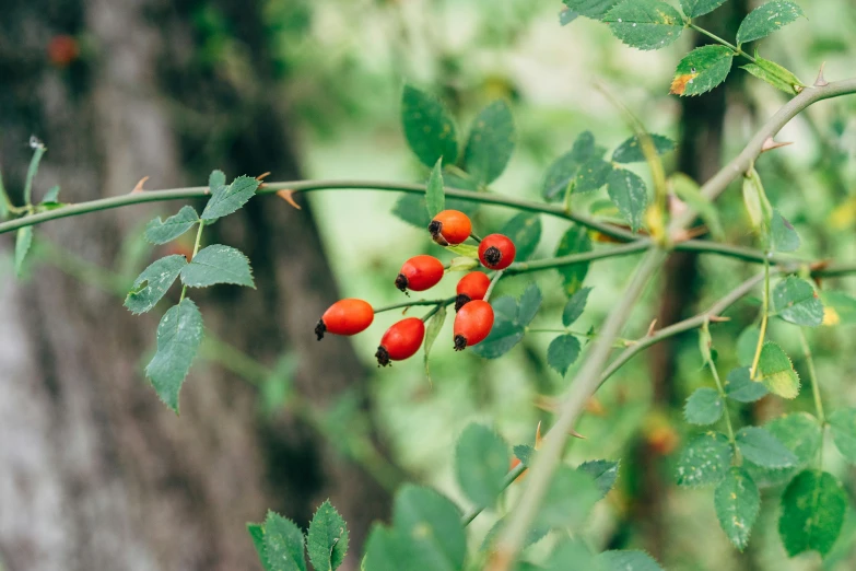 berries growing on the nch of an ashberry tree